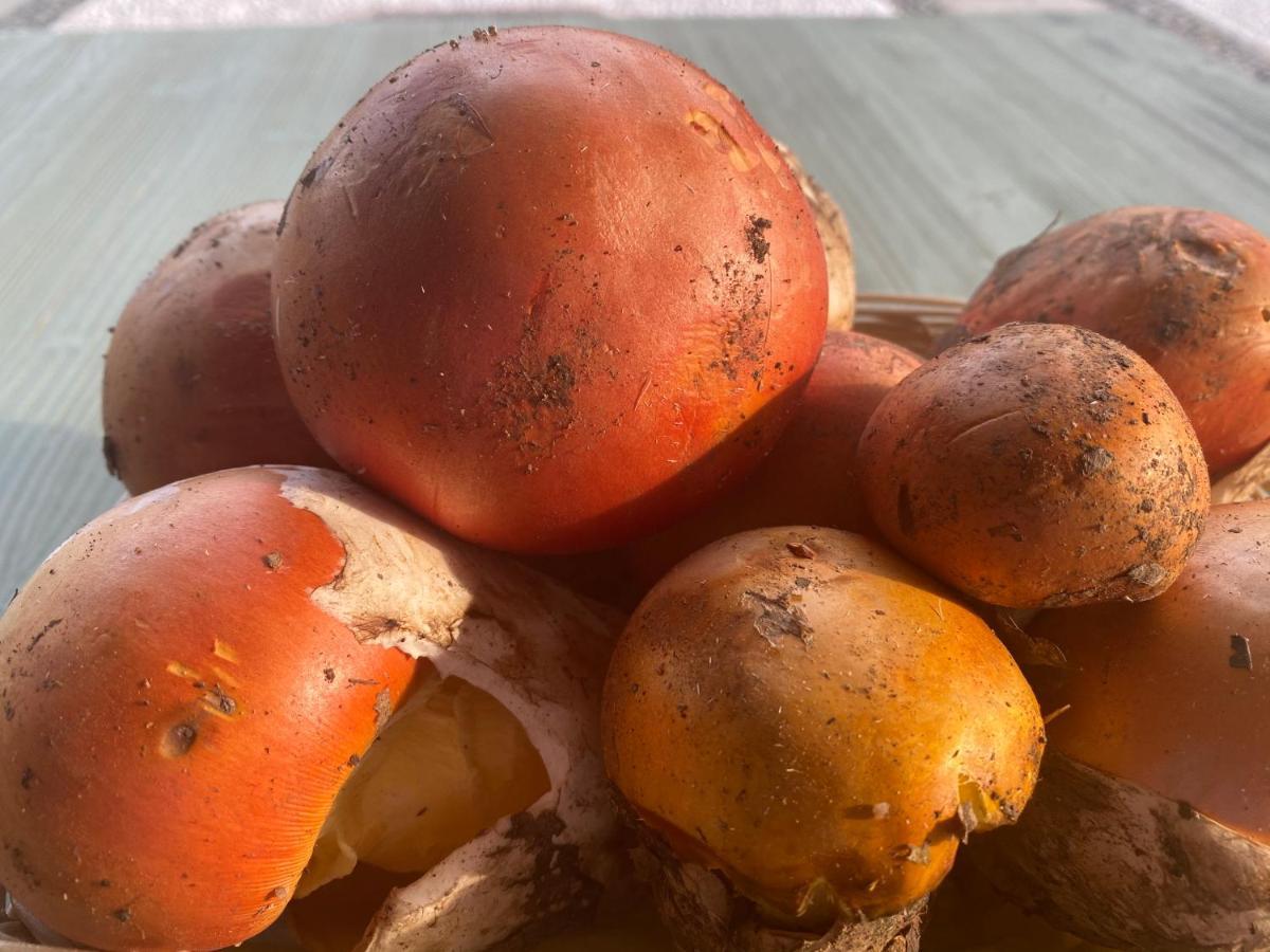 Agriturismo Grammelot Sarnico Dış mekan fotoğraf
