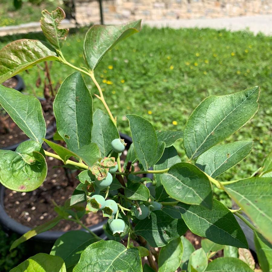 Agriturismo Grammelot Sarnico Dış mekan fotoğraf